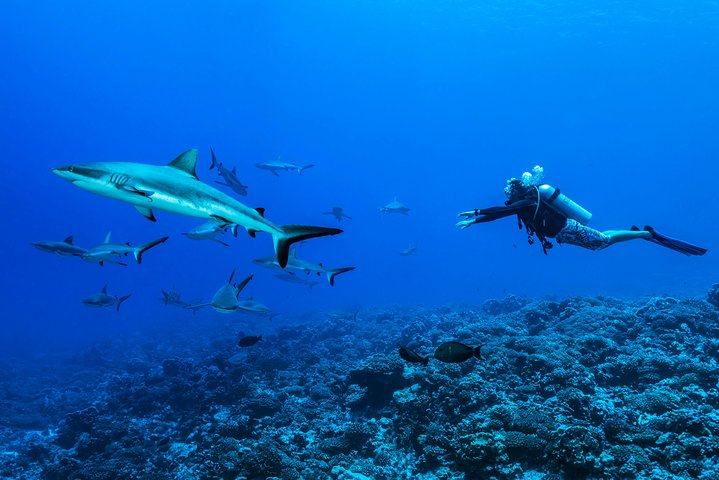 Rangiroa 2-tank Certified Scuba Dive - Photo 1 of 3